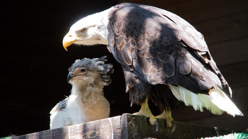 Foto Orli Belohlavi V Liberecke Zoo Adoptovali Mlade Africkeho Dravce Liberec City Cz Nejlepsi Zazitky Ve Meste